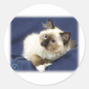 Ragdoll Cat 9W082D-011 Runder Aufkleber