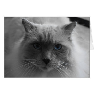 Ragdoll Cat / Abgeschiedene Farbe