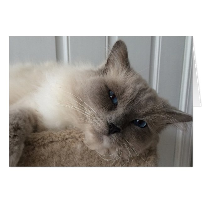 Ragdoll Cat, Card (Vorderseite (Horizontal))