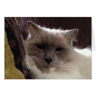 Ragdoll Cat, Card