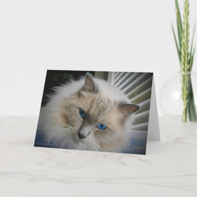 Ragdoll Cat card Karte (Vorderseite)