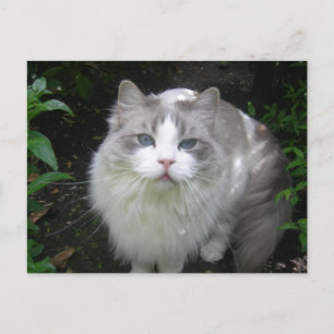 Ragdoll Cat DIY Postcard Postkarte