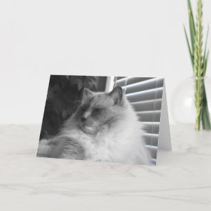 Ragdoll Cat Karte