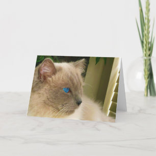 Ragdoll Cat Karte