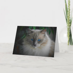 Ragdoll Cat Karte