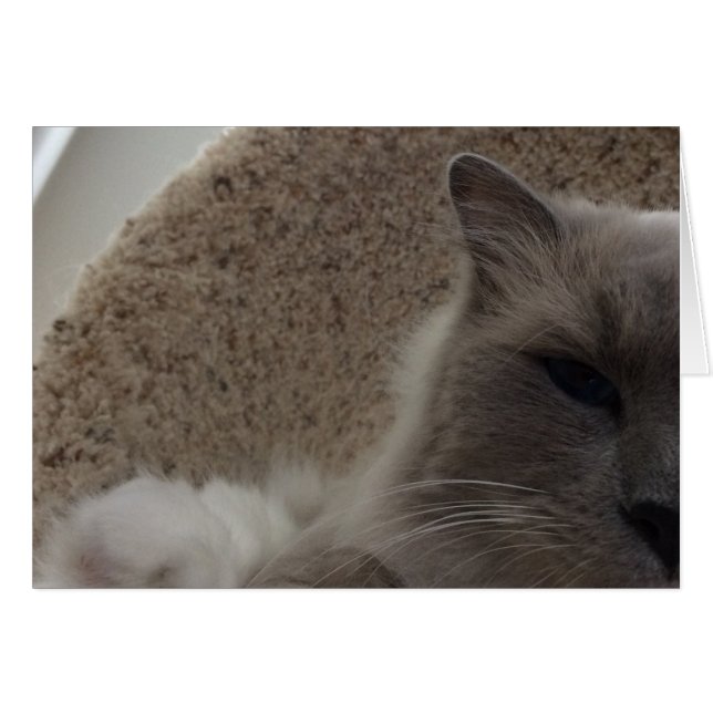 Ragdoll Cat, Karte (Vorderseite (Horizontal))