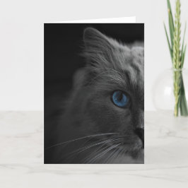 Ragdoll Cat, Karte