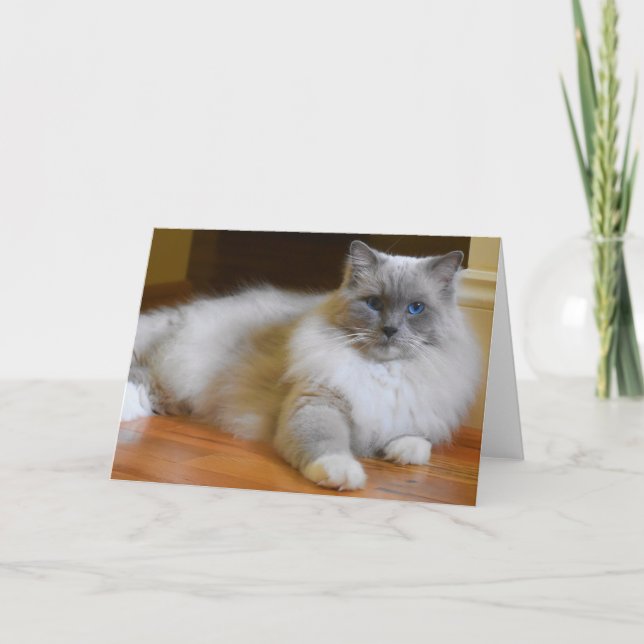 Ragdoll Cat, Karte (Vorderseite)