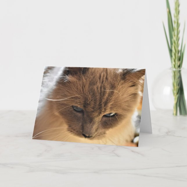 Ragdoll Cat, Karte (Vorderseite)