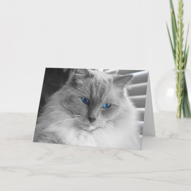 Ragdoll Cat Karte (Vorderseite)