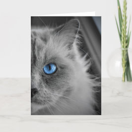 Ragdoll Cat, Karte