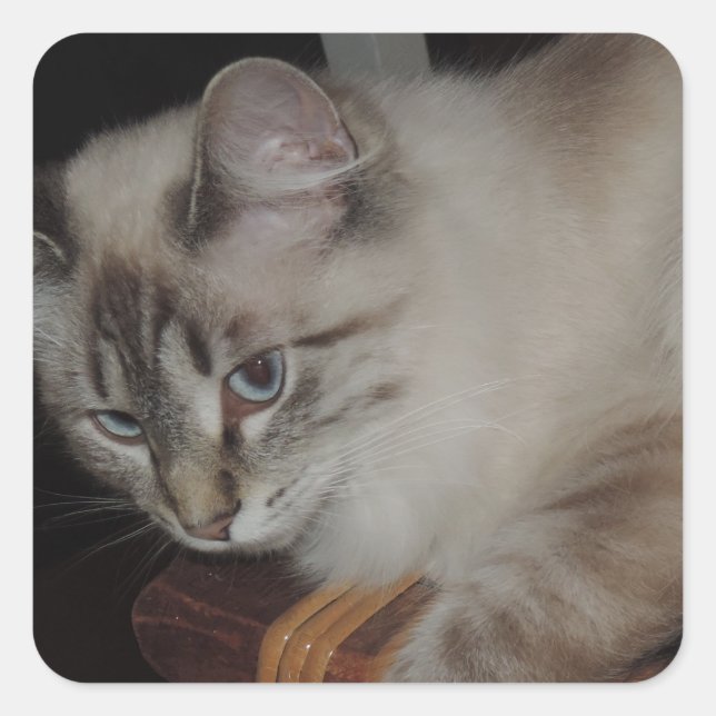 Ragdoll Cat Kitten Original Foto Design Quadratischer Aufkleber (Vorderseite)