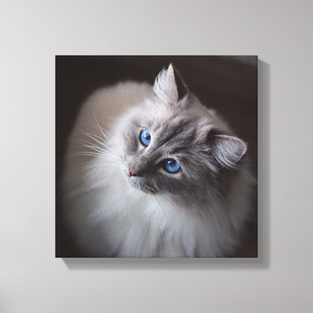 Ragdoll Cat Leinwand - Millie Blue Eyes (Vorderseite)