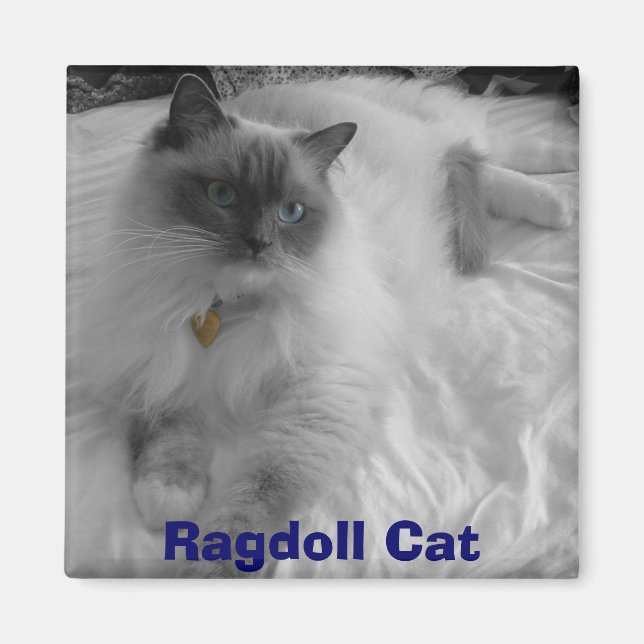 Ragdoll Cat Magnet (Vorne)