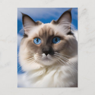 Ragdoll Cat Postcard Postkarte