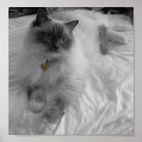 Ragdoll Cat