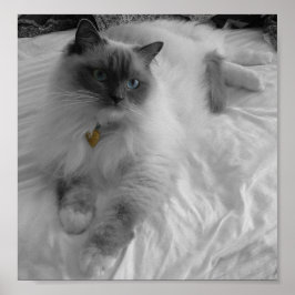 Ragdoll Cat Poster