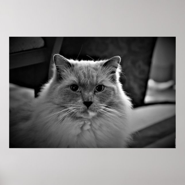 Ragdoll Cat, Poster (Vorne)