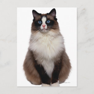 Ragdoll Cat Postkarte