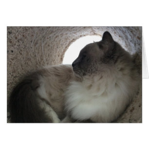 Ragdoll Cat Profil, Karte