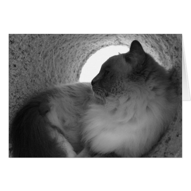 Ragdoll Cat Profil - Noir, Karte (Vorderseite (Horizontal))