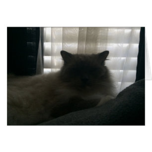 Ragdoll Cat - Watcher bei Dusk