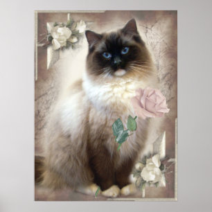 Ragdoll, das Single-Rose hält Poster