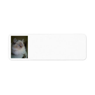 Ragdoll Himalayan Cat Rücksendeadressen-Aufklebers