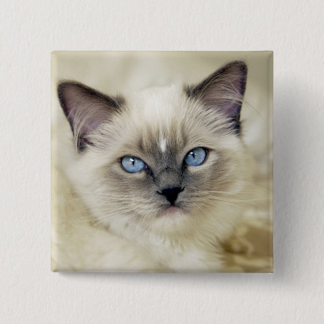 Ragdoll-Kätzchen Button (Vorderseite)