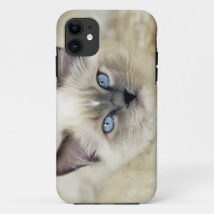Ragdoll-Kätzchen title_seo2