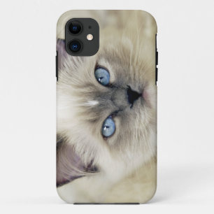 Ragdoll-Kätzchen Case-Mate iPhone Hülle