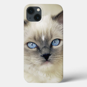 Ragdoll Kätzchen Case-Mate iPhone Hülle