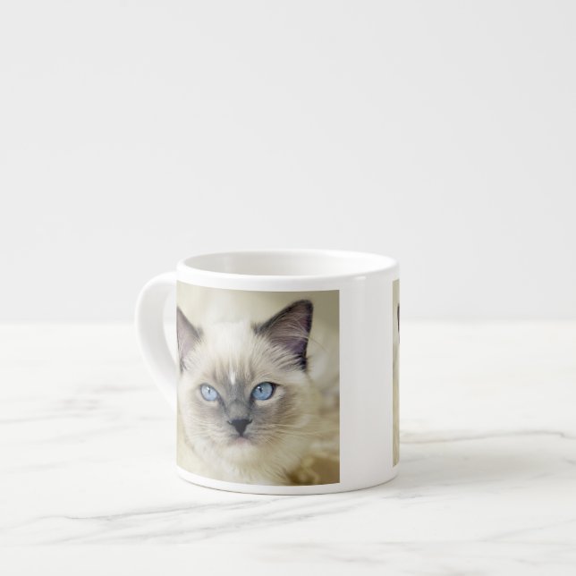 Ragdoll-Kätzchen Espressotasse (Vorderseite Links)