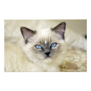 Ragdoll-Kätzchen Fotodruck