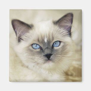 Ragdoll-Kätzchen Magnet