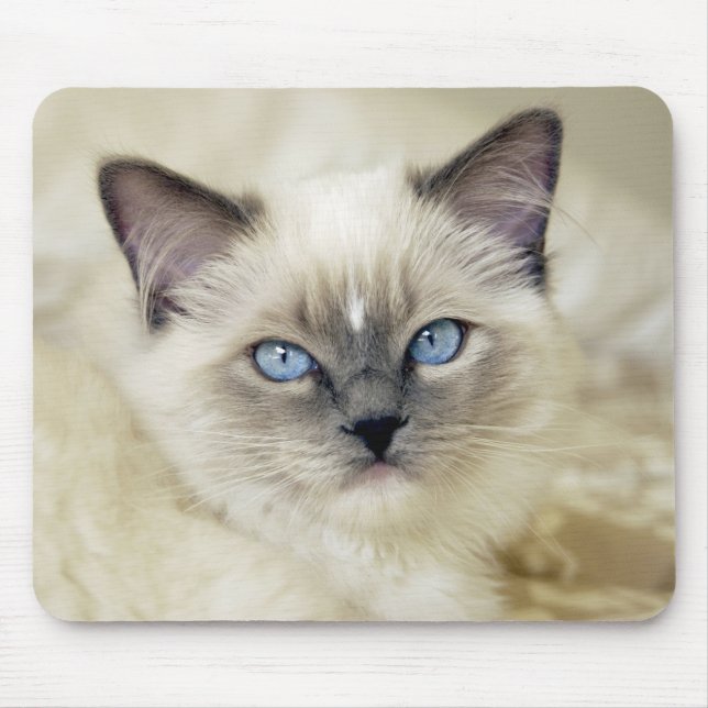 Ragdoll-Kätzchen Mousepad (Vorne)