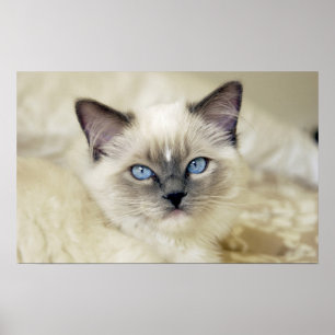 Ragdoll-Kätzchen Poster