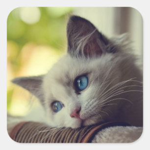 Ragdoll Kätzchen Quadratischer Aufkleber