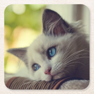 Ragdoll Kätzchen Rechteckiger Pappuntersetzer