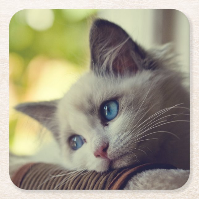 Ragdoll Kätzchen Rechteckiger Pappuntersetzer (Vorderseite)