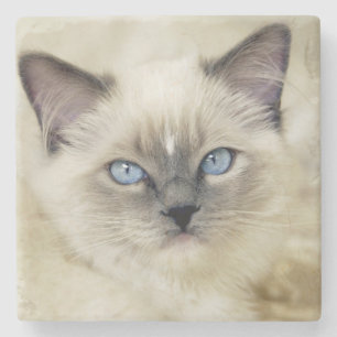 Ragdoll Kätzchen Steinuntersetzer