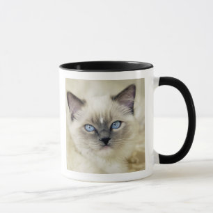 Ragdoll-Kätzchen Tasse