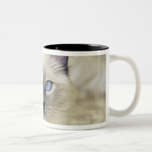 Ragdoll-Kätzchen Zweifarbige Tasse
