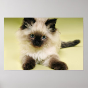 ragdoll Kätzchenplakat Poster