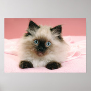 ragdoll Kätzchenplakat Poster