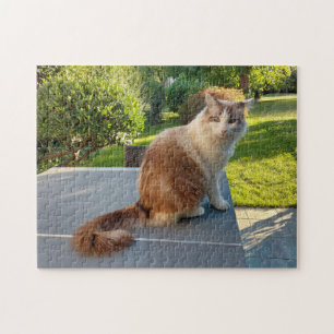Ragdoll-Katze