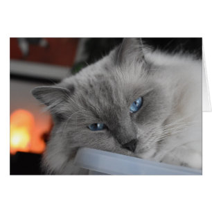 Ragdoll Katze