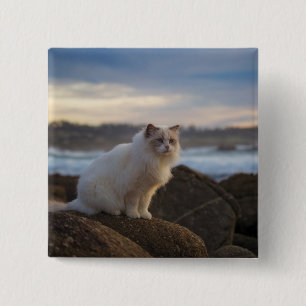 Ragdoll Katze am Strand Button