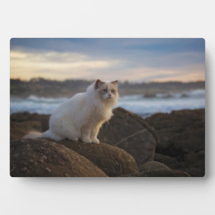 Ragdoll Katze am Strand Fotoplatte
