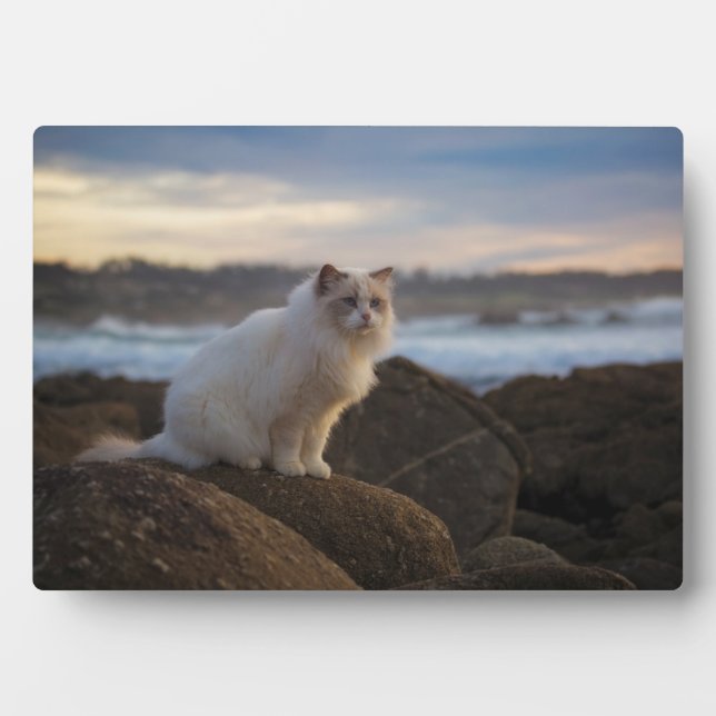 Ragdoll Katze am Strand Fotoplatte (Vorderseite)